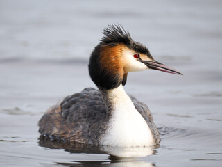 Haubentaucher (Podiceps cristatus)