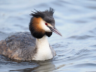 Haubentaucher (Podiceps cristatus)