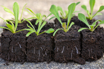 Statice seedlings in soil blocks. Air pruning means that the initial roots slightly dry out and stop outward growth, which spurs secondary root development. - obrazy, fototapety, plakaty