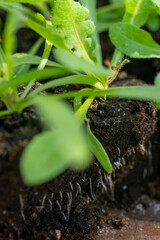 Statice seedlings in soil blocks. Air pruning means that the initial roots slightly dry out and stop outward growth, which spurs secondary root development.