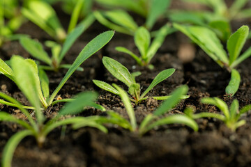 Statice seedlings in soil blocks. Soil blocking is a seed starting technique that relies on...