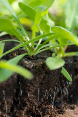 Statice seedlings in soil blocks. Air pruning means that the initial roots slightly dry out and stop outward growth, which spurs secondary root development.