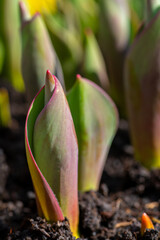 Tulips. Freshly sprouted tulips planted in a garden bed. Spring flowers. Tulips background.