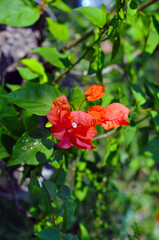 red bougenville flower