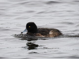 Reiherente (Aythya fuligula)