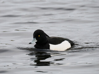 Reiherente&nbsp;(Aythya fuligula)