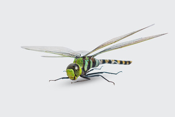 Dragonfly (Anisoptera) isolated on white background.