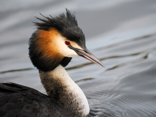 Haubentaucher (Podiceps cristatus)