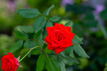 Beautiful red rose in the garden