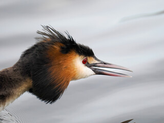 Haubentaucher (Podiceps cristatus)
