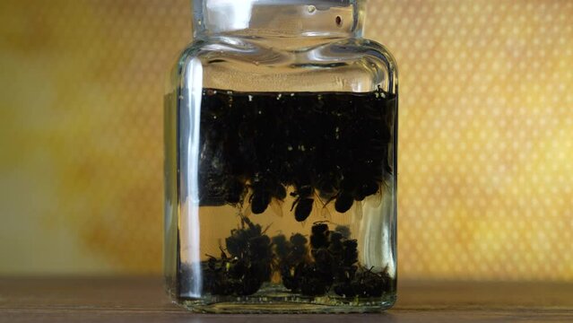 Glass bottle of tincture from dead bees in vodka on a background of honeycombs, close up, rotates. Organic phytoconcentrate tincture of bee podmore, natural beekeeping product, apitherapy