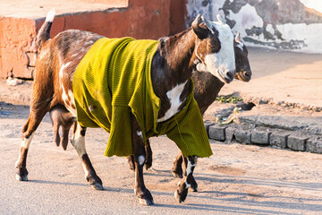 Two goats in yellow sweater walk on a street in Agra, India, showcasing the colorful and unexpected...
