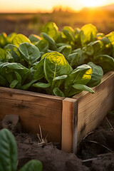 Spinach leaves harvested in a wooden box in a field with sunset. Natural organic vegetable abundance. Agriculture, healthy and natural food concept. Vertical composition. - 750433583