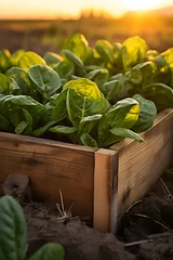 Fototapeten Spinach leaves harvested in a wooden box in a field with sunset. Natural organic vegetable abundance. Agriculture, healthy and natural food concept. Vertical composition. © linda_vostrovska
