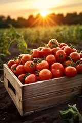 Red tomatoes harvested in a wooden box with field and sunset in the background. Natural organic fruit abundance. Agriculture, healthy and natural food concept. Vertical composition. - 750433752