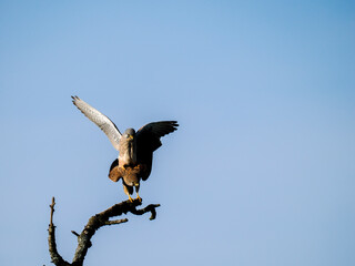 Turmfalke (Falco tinnunculus)