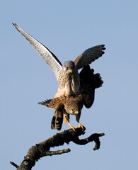 Turmfalke (Falco tinnunculus) - obrazy, fototapety, plakaty