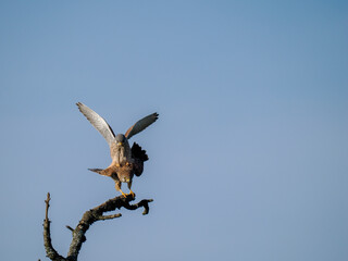 Turmfalke (Falco tinnunculus)