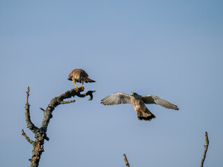 Turmfalke (Falco tinnunculus)