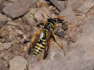 Gallische Feldwespe oder Haus-Feldwespe (Polistes dominula)
