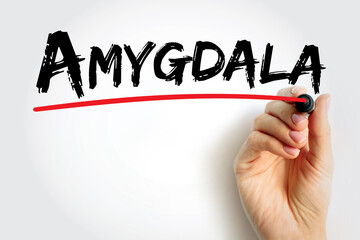 Amygdala is the integrative center for emotions, emotional behavior, and motivation, text concept...