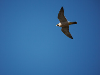 Wanderfalke (Falco peregrinus)