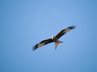 Rotmilan (Milvus milvus)