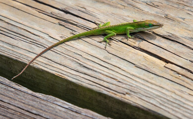 Lizard On Boardwalk at Martin Dies, Jr. State Park, in Texas