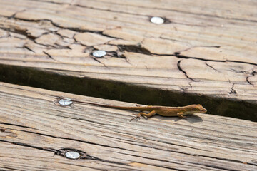 Lizard On Boardwalk at Martin Dies, Jr. State Park, in Texas
