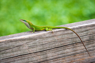 Lizard On Boardwalk at Martin Dies, Jr. State Park, in Texas