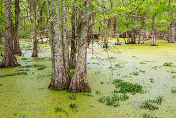 Martin Dies, Jr. State Park, in Texas