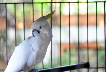 yellow-crested cockatoo