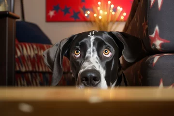 Fotobehang  Close-up shot of a Great Dane cowering behind furniture, its large eyes wide with fear as it tries to escape the noise of fireworks © Hanna Haradzetska