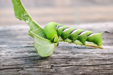 Privet Hawk-moth (Sphinx ligustri) caterpillar natural conditions, close up with leaf on hand, on...
