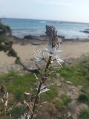 flowers on the beach