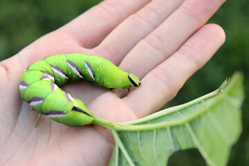 Privet Hawk-moth (Sphinx ligustri) caterpillar natural conditions, close up with leaf on hand, on aged wood background