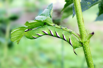 Privet Hawk-moth (Sphinx ligustri) caterpillar natural conditions, close up with leaf on hand, on aged wood background