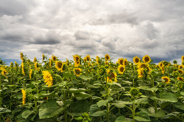 .Beautiful landscape. A field of sunflowers against the backdrop of huge beautiful clouds. field...
