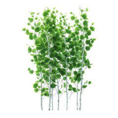 Obraz premium Populus Tree isolated on transparent background