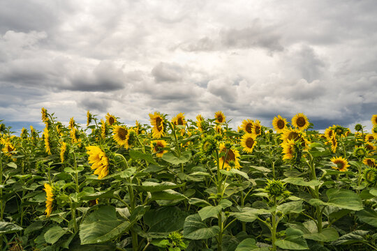 .Beautiful landscape. A field of sunflowers against the backdrop of huge beautiful clouds. field covered with many yellow sunflowers