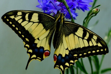 Papillon machaon noir sur une fleur