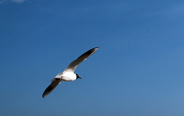 une mouette bel oiseau en vol