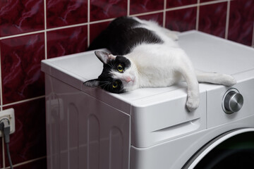 Kot i pralka, kot wyleguje się na pralce - obrazy, fototapety, plakaty