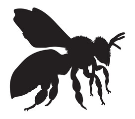 Black and white vector illustration of Africanized Honey Bee.