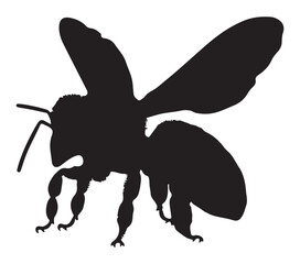 Black and White Africanized Honey Bee Silhouette. Vector Illustration.