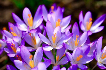 Purple crocuses blooming in February