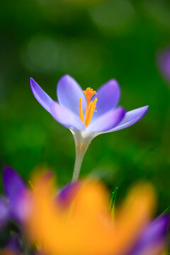Single purple crocusblooming in February