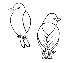Two birds isolated on a white background. Realistic outline drawing. Black. Lines of different thickness. Middle and back view. The head is turned to the side. A simple drawing.