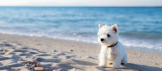 Serene Moment: A Small White Dog Sitting Peacefully on a Sandy Beach Under the Clear Blue Sky