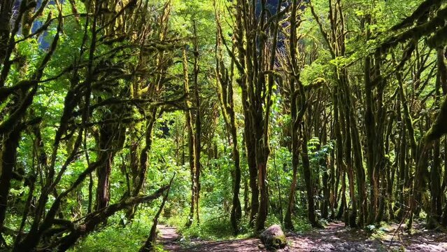 beautuful relict yew and boxwood forest in Abkhazia on sunny summer day. Moss on trunk and branches of trees